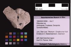 Foto (Objekt + Etiketten) von Pithonoton sp. (NHMW-GEO-1990-0041-0094)